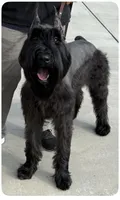 Claire, a female Giant Schnauzer for sale in Bakersfield, CA – 1 of 1