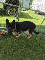 Harley , a male German Shepherd Dog for sale in Hibbing, MN – 4 of 4