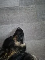 Harley , a male German Shepherd Dog for sale in Hibbing, MN – 3 of 4