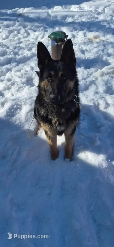 Harley  – German Shepherd Dog puppy for sale in Hibbing, MN