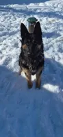 Harley , a male German Shepherd Dog for sale in Hibbing, MN – 1 of 4
