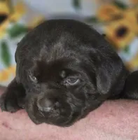 Girl #17, a female Labrador Retriever for sale in Toledo, WA – 2 of 7