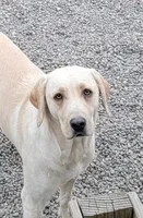 Red Collar Girl #10, a female Labrador Retriever for sale in Toledo, WA – 7 of 7