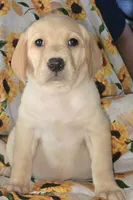 Yellow Collar Girl #4, a female Labrador Retriever for sale in Toledo, WA – 3 of 6