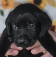 Red Collar Girl #10, a female Labrador Retriever for sale in Toledo, WA – 4 of 7