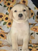 Yellow Collar Boy #7, a male Labrador Retriever for sale in Toledo, WA – 2 of 5