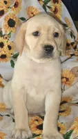 Blue Collar Girl #5, a female Labrador Retriever for sale in Toledo, WA – 3 of 6