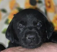 Green Collar Girl #16, a female Labrador Retriever for sale in Toledo, WA – 2 of 6