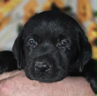 Red Collar Boy #13, a male Labrador Retriever for sale in Toledo, WA – 2 of 6
