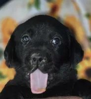 Yellow Collar Boy #14, a male Labrador Retriever for sale in Toledo, WA – 2 of 6