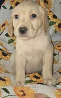 Pink Collar Girl #2, a female Labrador Retriever for sale in Toledo, WA – 3 of 5