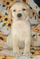 Yellow Collar Boy #7, a male Labrador Retriever for sale in Toledo, WA – 3 of 5
