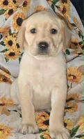 Blue Collar Girl #5, a female Labrador Retriever for sale in Toledo, WA – 4 of 6