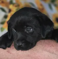 Blue Collar Girl #15, a female Labrador Retriever for sale in Toledo, WA – 2 of 6