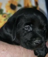 Red Collar Boy #13, a male Labrador Retriever for sale in Toledo, WA – 4 of 6