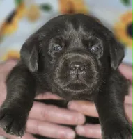 Girl #20, a female Labrador Retriever for sale in Toledo, WA – 5 of 7