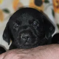 Green Collar Girl #16, a female Labrador Retriever for sale in Toledo, WA – 3 of 6