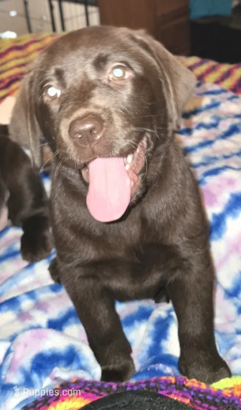 Girl #20 – Labrador Retriever puppy for sale in Toledo, WA