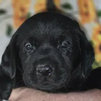 Red Collar Boy #13, a male Labrador Retriever for sale in Toledo, WA – 1 of 6