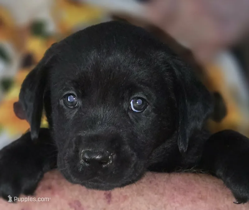 Blue Collar Girl #15 – Labrador Retriever puppy for sale in Toledo, WA