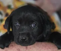 Blue Collar Girl #15, a female Labrador Retriever for sale in Toledo, WA – 1 of 6