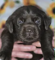 Girl #20, a female Labrador Retriever for sale in Toledo, WA – 3 of 7