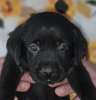 Red Collar Girl #10, a female Labrador Retriever for sale in Toledo, WA – 5 of 7