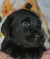 Green Collar Boy #8, a male Labrador Retriever for sale in Toledo, WA – 2 of 6