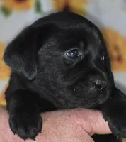 Yellow Collar Girl #12, a female Labrador Retriever for sale in Toledo, WA – 1 of 6