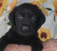 Blue Collar Boy #11, a male Labrador Retriever for sale in Toledo, WA – 2 of 6