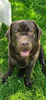 Girl #18, a female Labrador Retriever for sale in Toledo, WA – 6 of 6