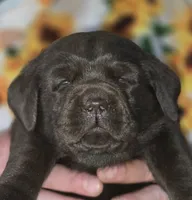 Girl #18, a female Labrador Retriever for sale in Toledo, WA – 4 of 6