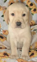 Green Collar Boy #6, a male Labrador Retriever for sale in Toledo, WA – 4 of 6