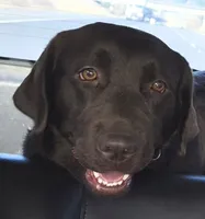 Girl #20, a female Labrador Retriever for sale in Toledo, WA – 6 of 7