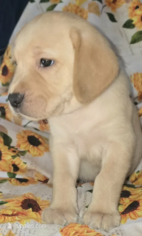 Green Collar Boy #6 – Labrador Retriever puppy for sale in Toledo, WA