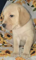 Green Collar Boy #6, a male Labrador Retriever for sale in Toledo, WA – 1 of 6