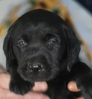 Green Collar Boy #8, a male Labrador Retriever for sale in Toledo, WA – 4 of 6