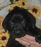 Yellow Collar Girl #12, a female Labrador Retriever for sale in Toledo, WA – 3 of 6