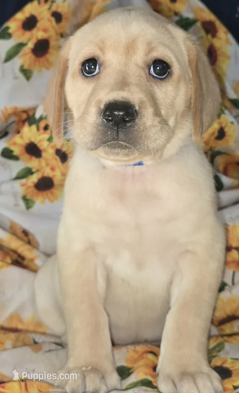 Blue Collar Girl #5 – Labrador Retriever puppy for sale in Toledo, WA
