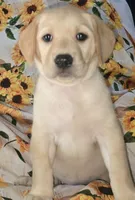 Red Collar Girl #3, a female Labrador Retriever for sale in Toledo, WA – 2 of 6