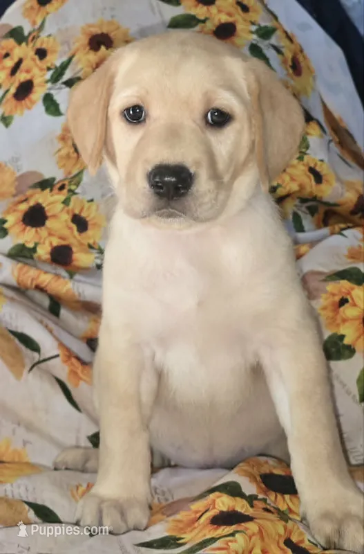 Red Collar Girl #3 – Labrador Retriever puppy for sale in Toledo, WA