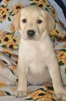 Red Collar Girl #3, a female Labrador Retriever for sale in Toledo, WA – 1 of 6