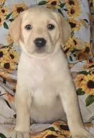 Red Collar Girl #3, a female Labrador Retriever for sale in Toledo, WA – 3 of 6