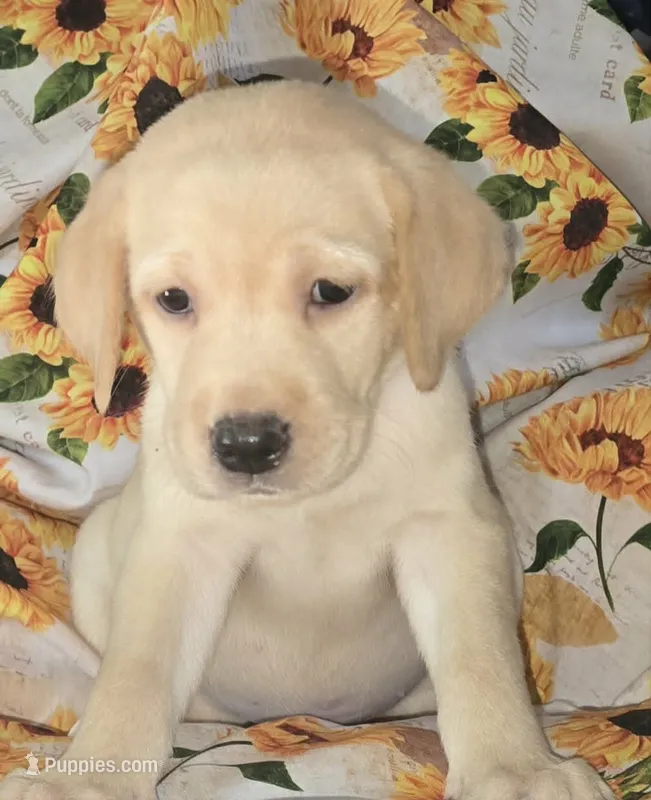 Yellow Collar Boy #7 – Labrador Retriever puppy for sale in Toledo, WA