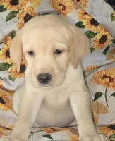 Yellow Collar Boy #7, a male Labrador Retriever for sale in Toledo, WA – 1 of 5