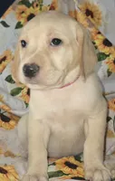 Pink Collar Girl #2, a female Labrador Retriever for sale in Toledo, WA – 2 of 5