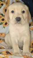 Green Collar Boy #6, a male Labrador Retriever for sale in Toledo, WA – 3 of 6
