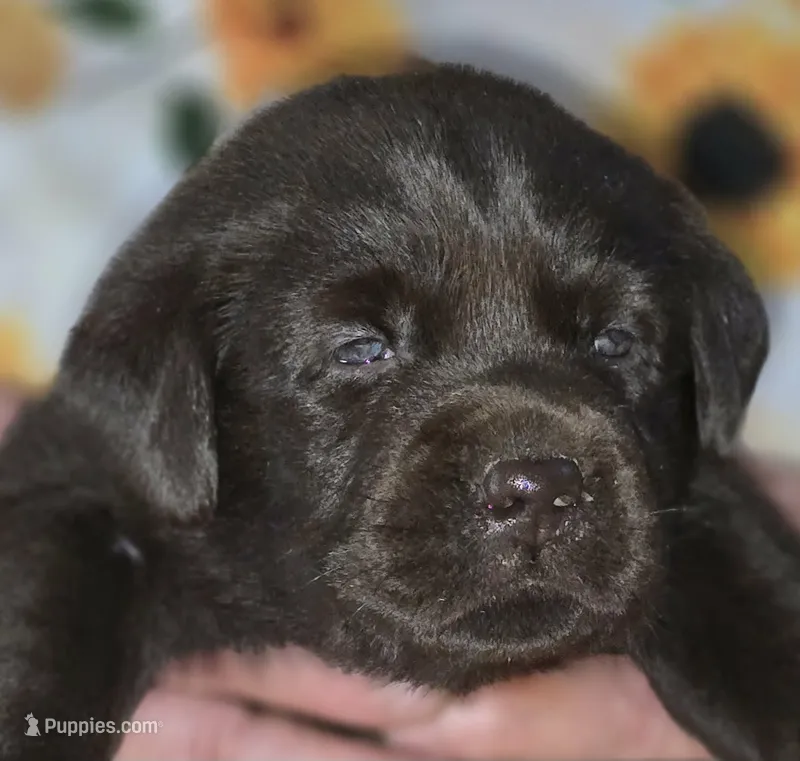 Girl #20 – Labrador Retriever puppy for sale in Toledo, WA