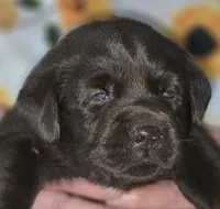 Girl #20, a female Labrador Retriever for sale in Toledo, WA – 1 of 7