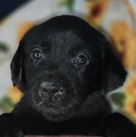 Yellow Collar Boy #14, a male Labrador Retriever for sale in Toledo, WA – 4 of 6